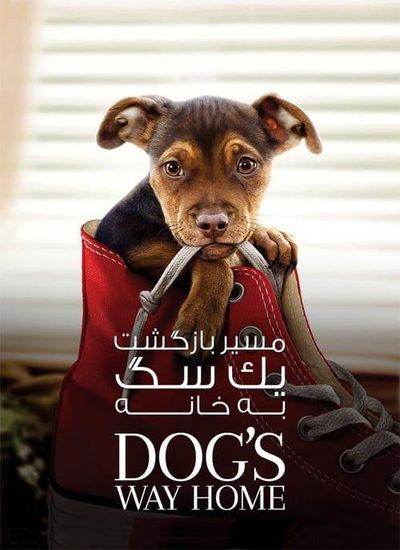 دانلود فیلم مسیر بازگشت یک سگ به خانه 2019 دوبله فارسی A Dogs Way Home